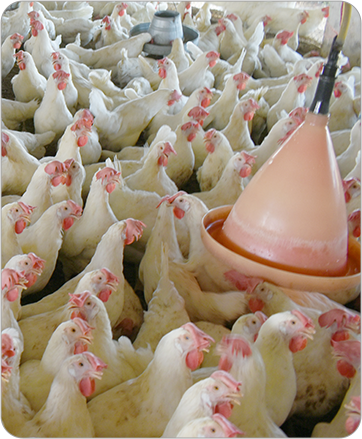 farm1