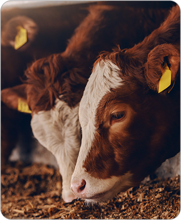 farm3